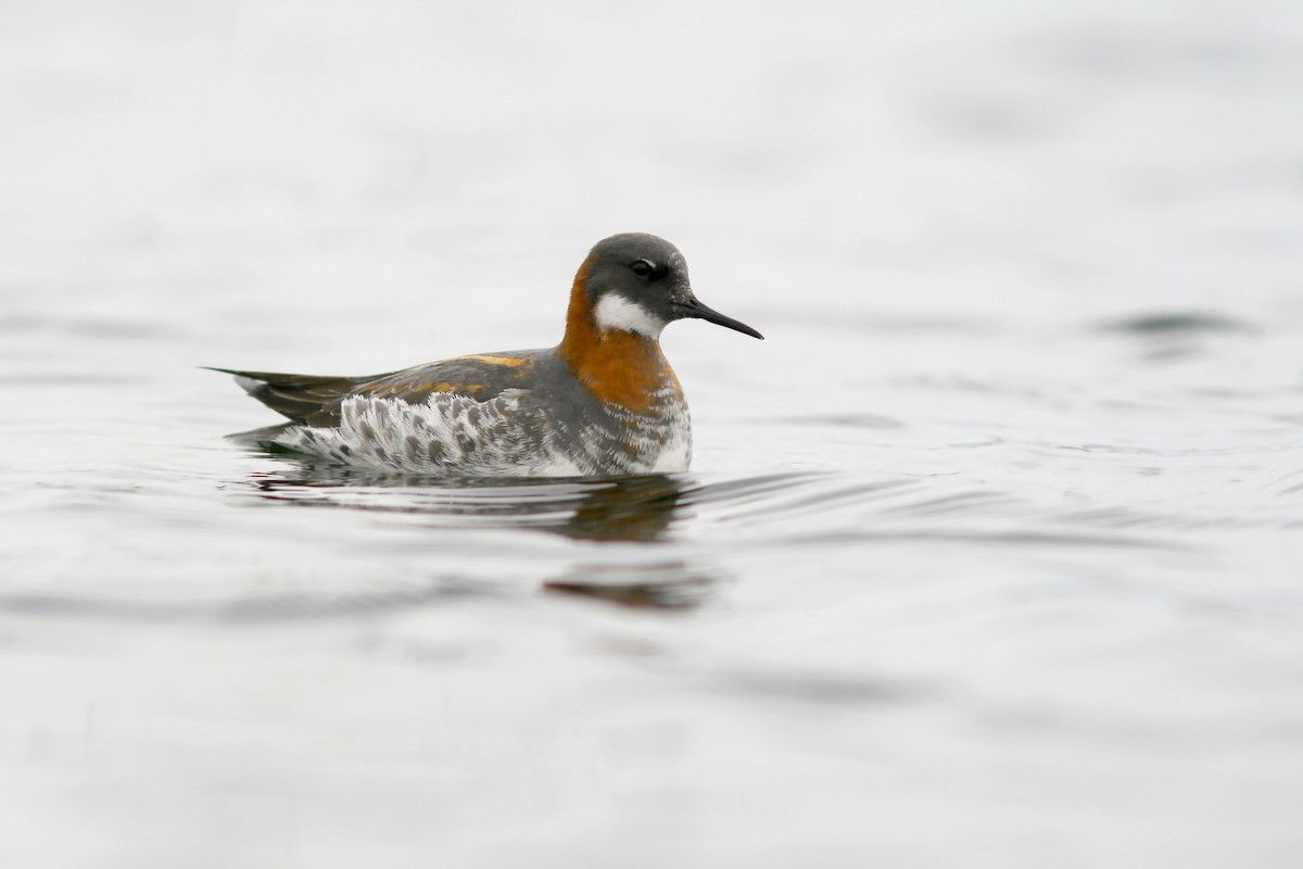 Red-necked Phalarope - Jared Clarke