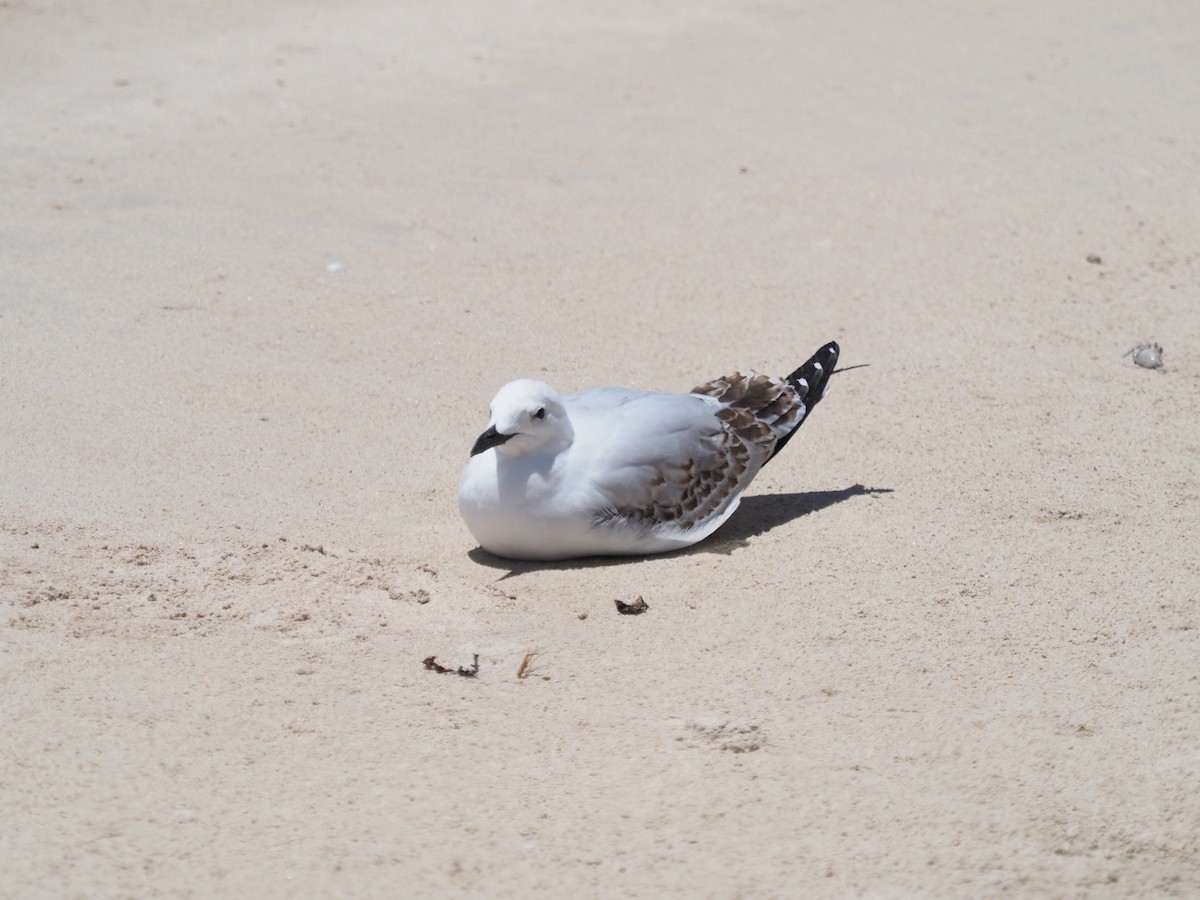 Silver Gull - ML548821431