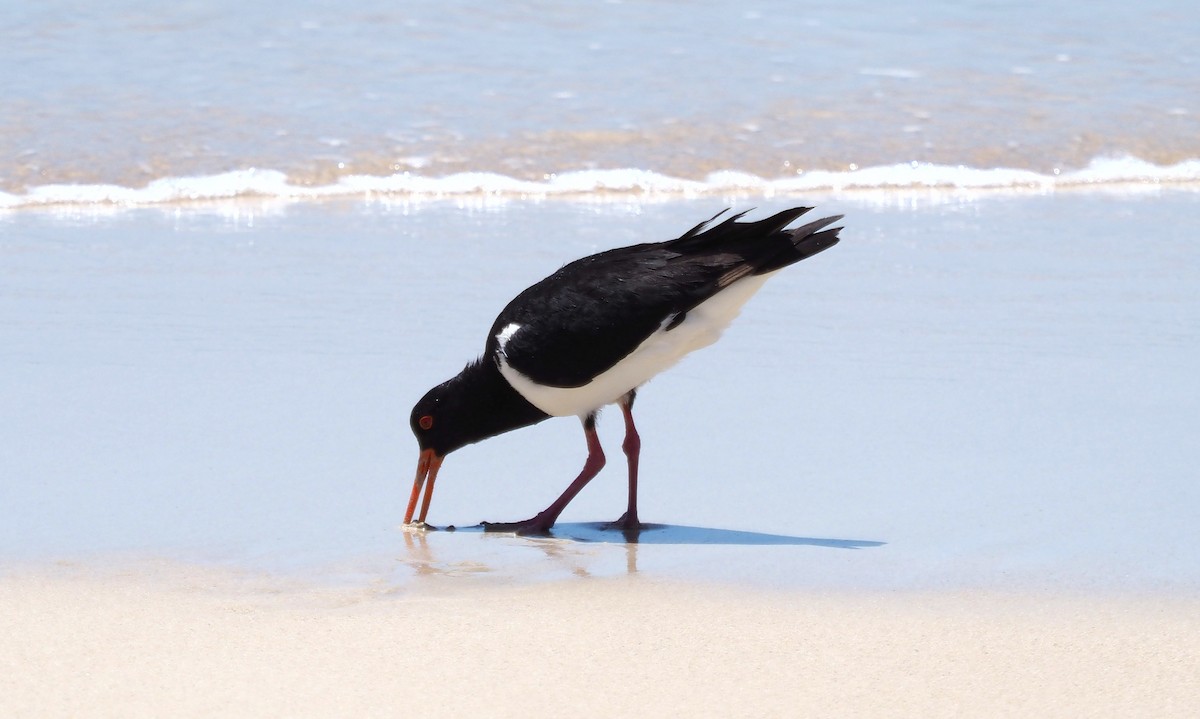 Pied Oystercatcher - ML548821511