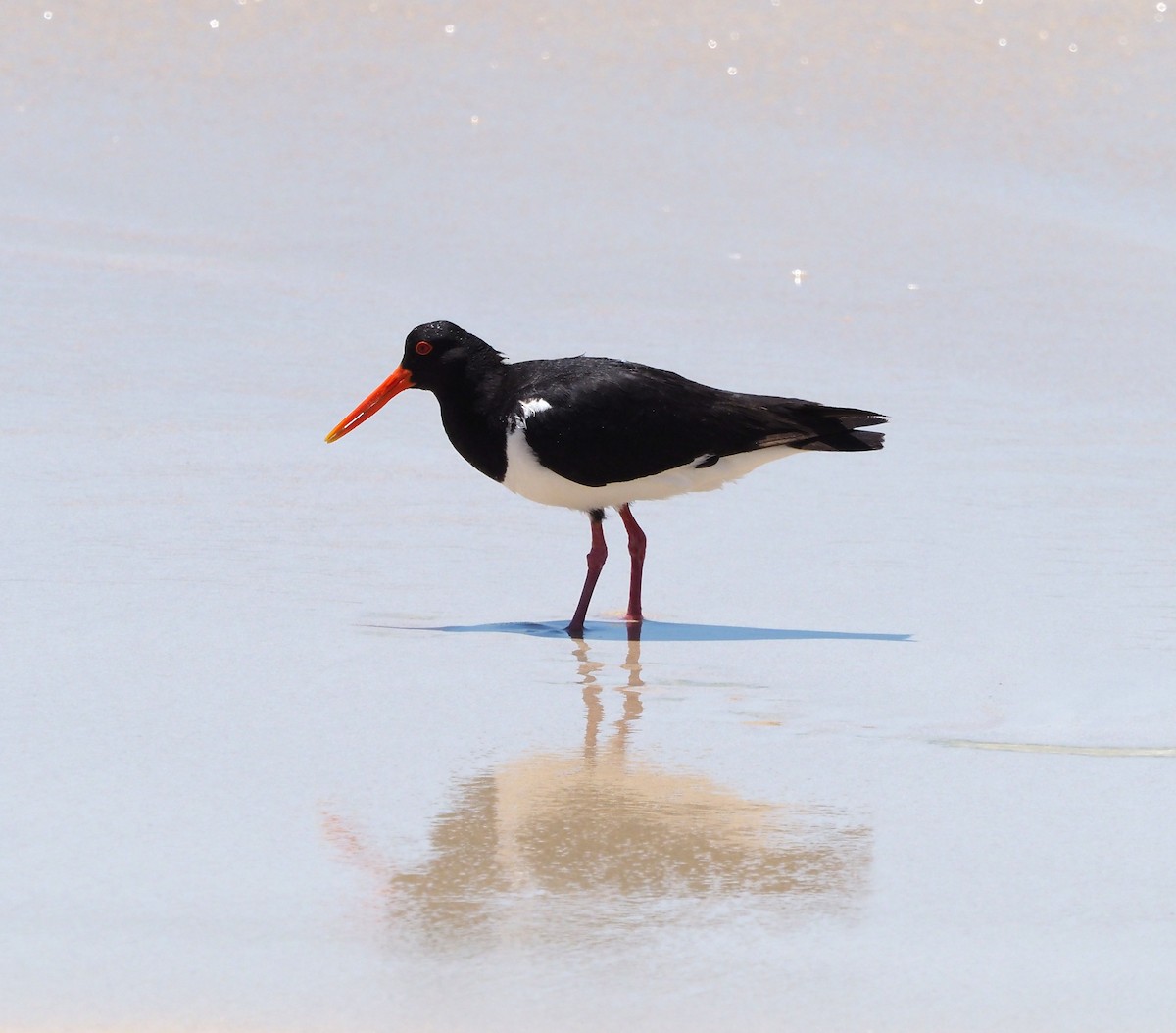 Pied Oystercatcher - ML548821521