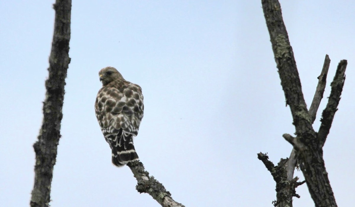 カタアカノスリ - ML548822351