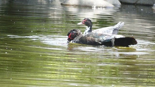 Pato Criollo (doméstico) - ML548822621