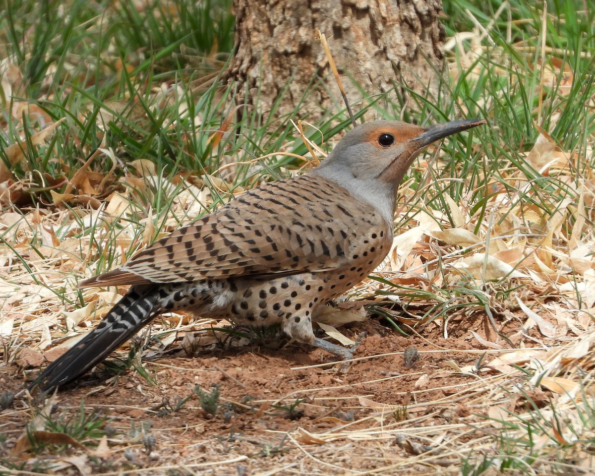 Northern Flicker - ML548823021