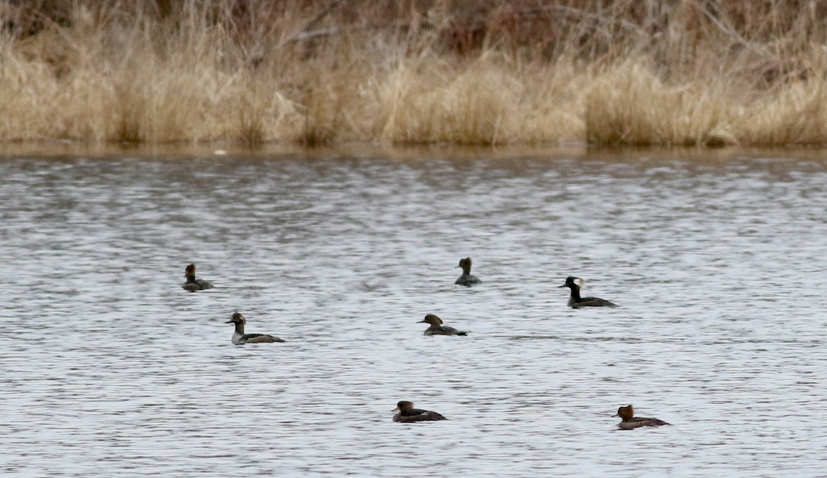 Hooded Merganser - ML54882341