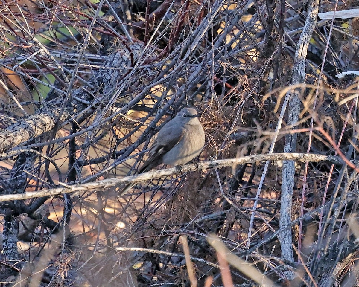 Townsend's Solitaire - ML548823641