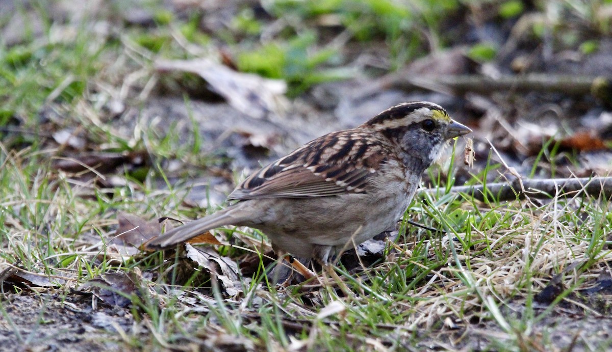 ノドジロシトド - ML548823671