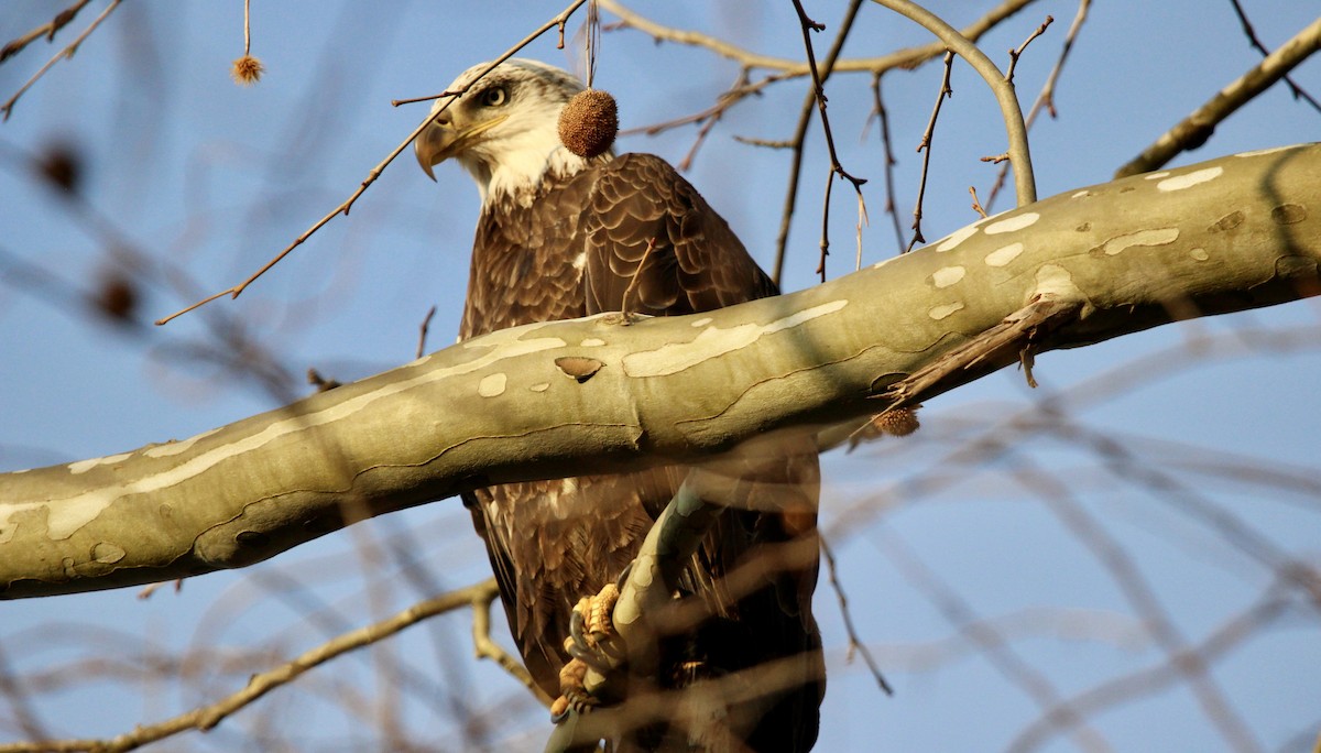 ハクトウワシ - ML548823751