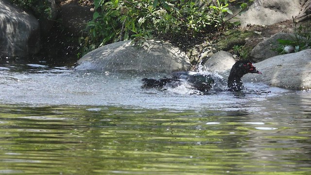 Canard musqué (forme domestique) - ML548824371