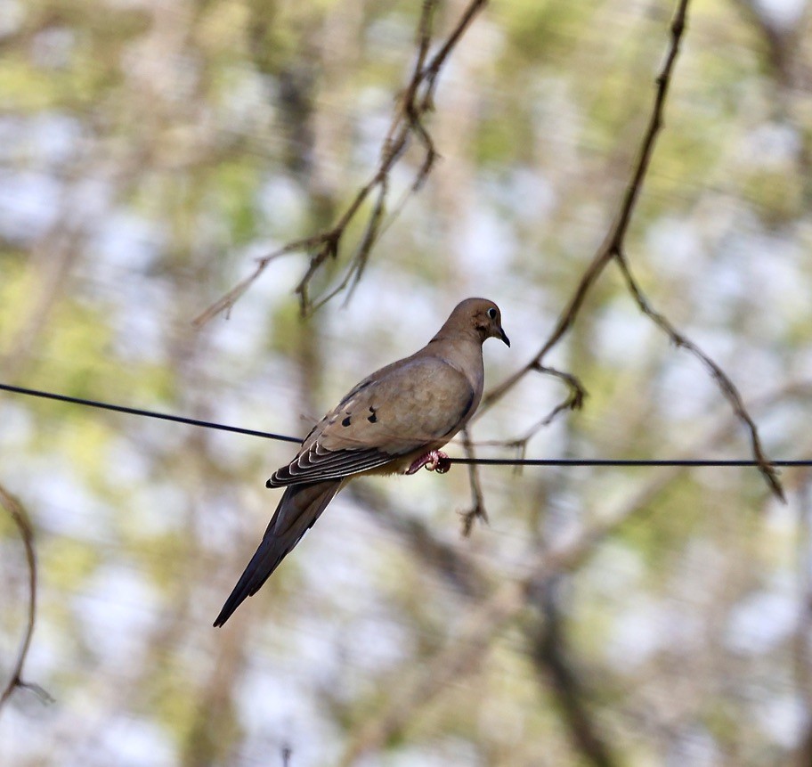 Mourning Dove - sandy berger