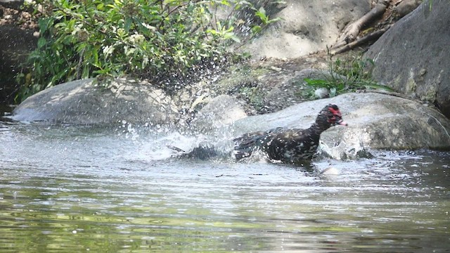 Muscovy Duck (Domestic type) - ML548824481