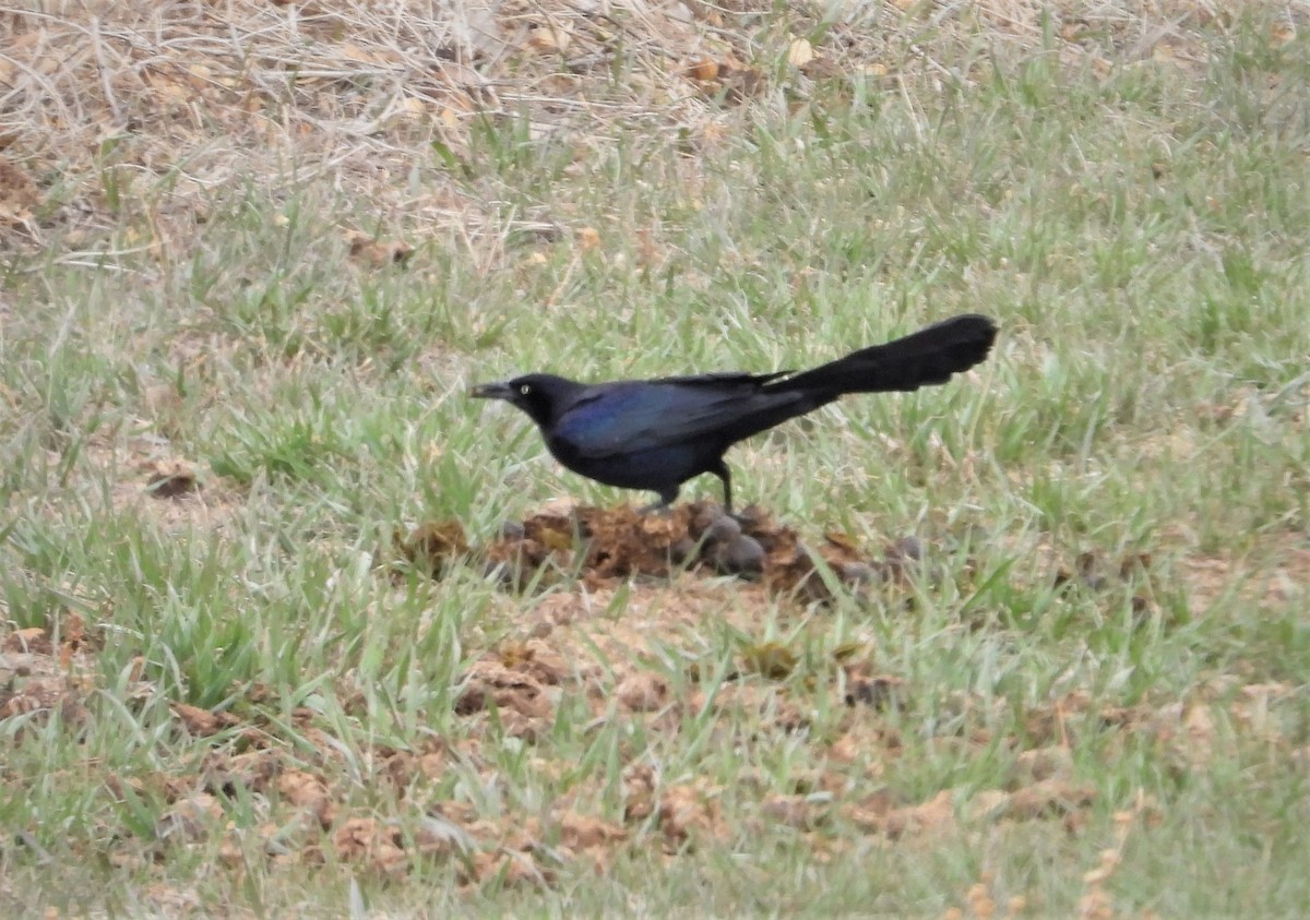 Great-tailed Grackle - ML548824511