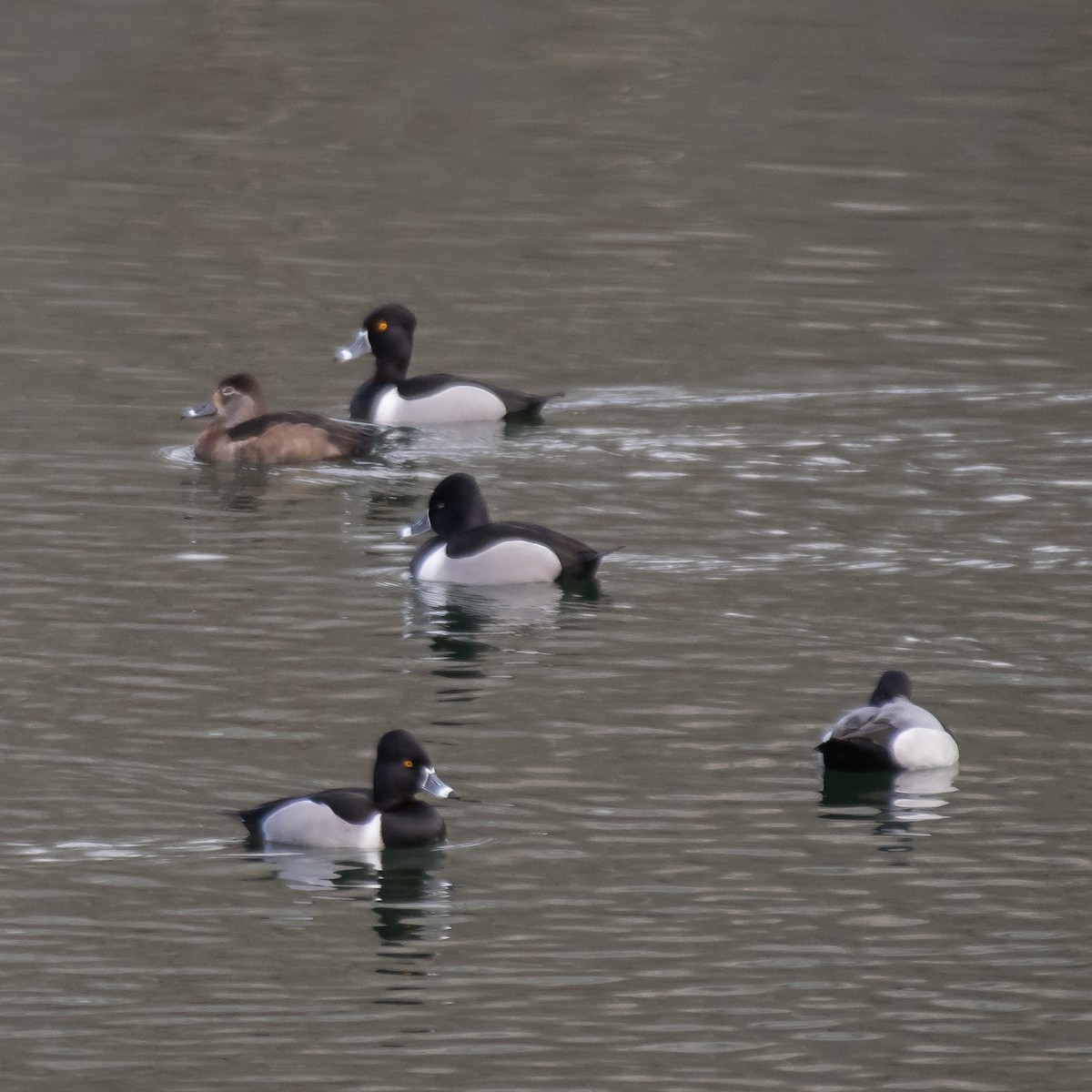 Ring-necked Duck - ML548826221