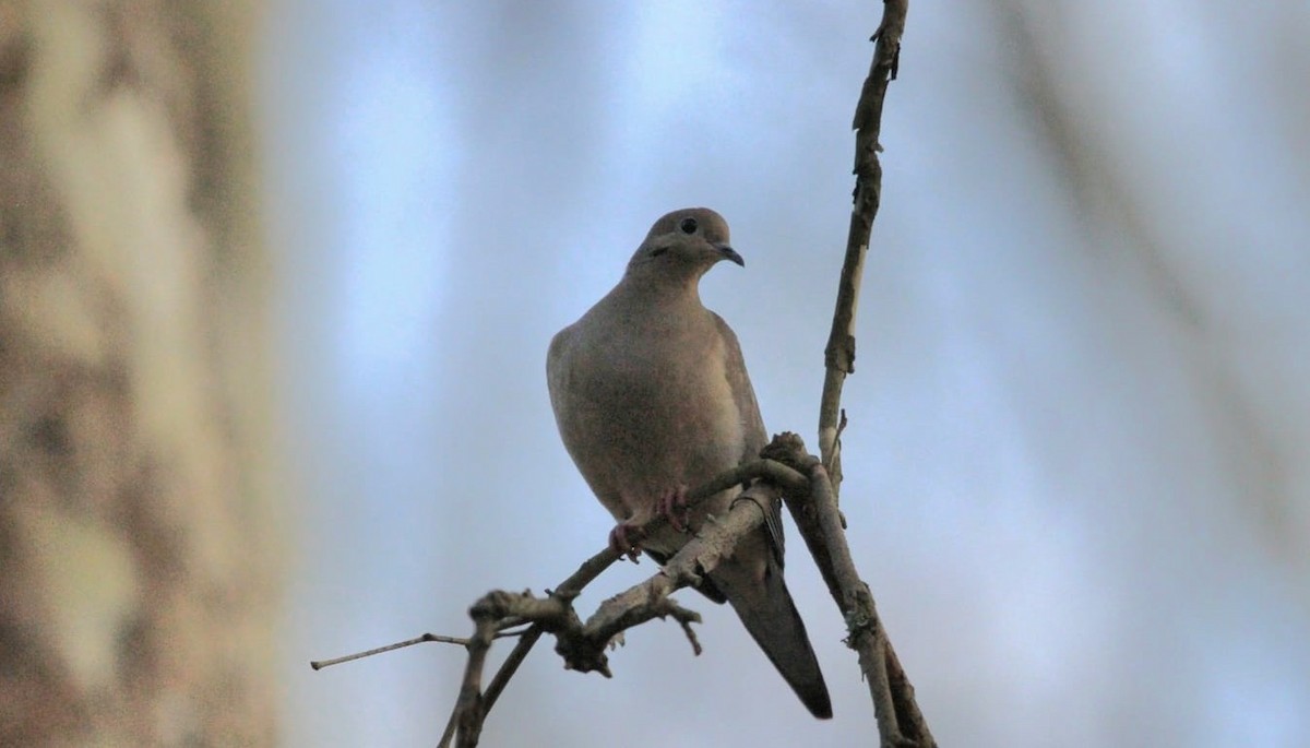 ナゲキバト - ML548826871