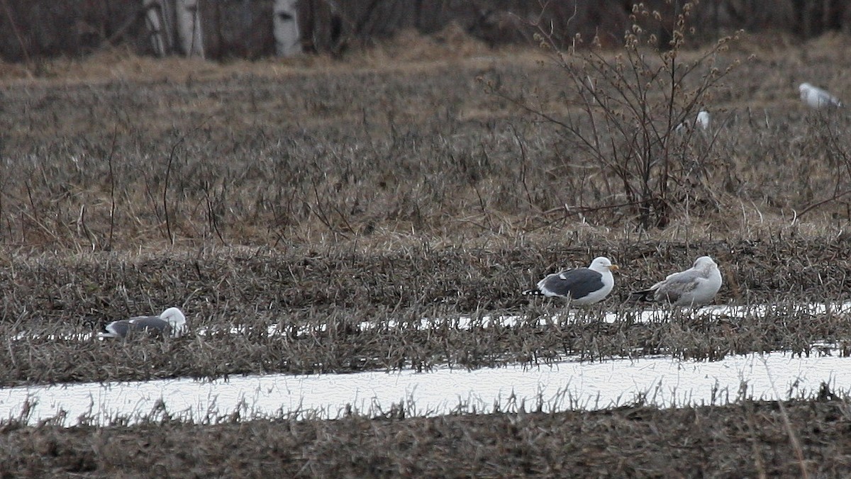 Lesser Black-backed Gull - ML54882751