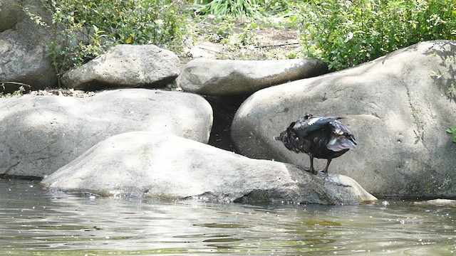 Canard musqué (forme domestique) - ML548827531