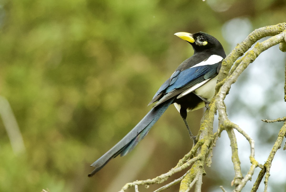 Yellow-billed Magpie - kasey foley