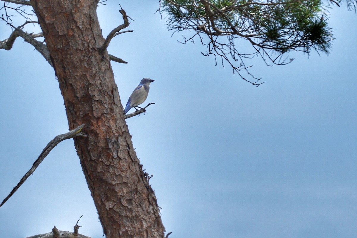 Florida Scrub-Jay - ML54882941
