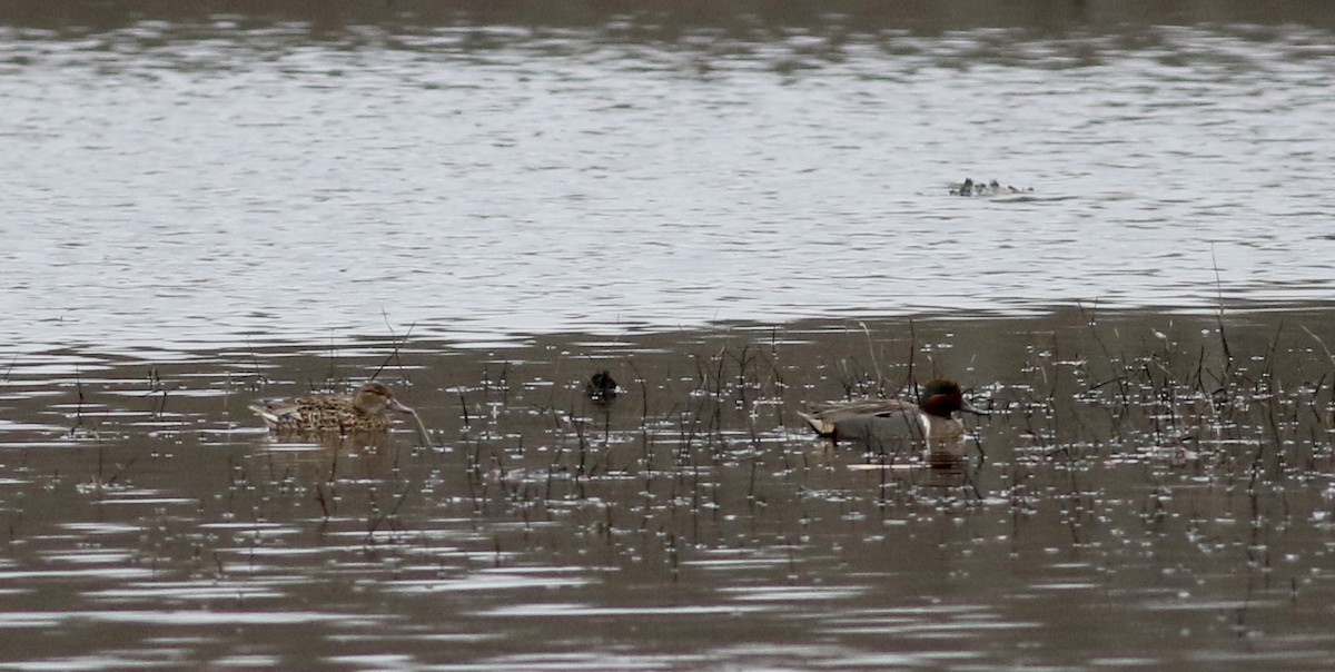 Green-winged Teal (American) - ML54883011