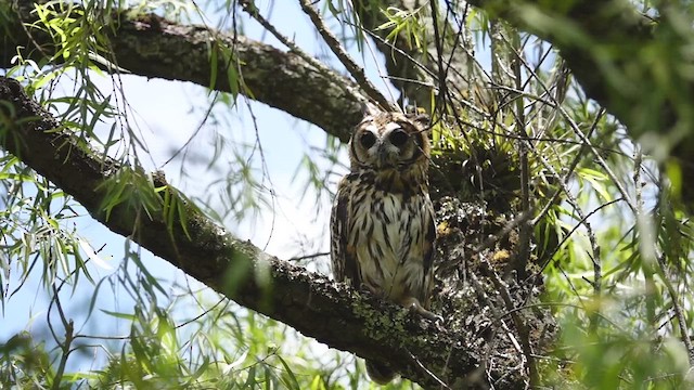 Hibou strié - ML548830211