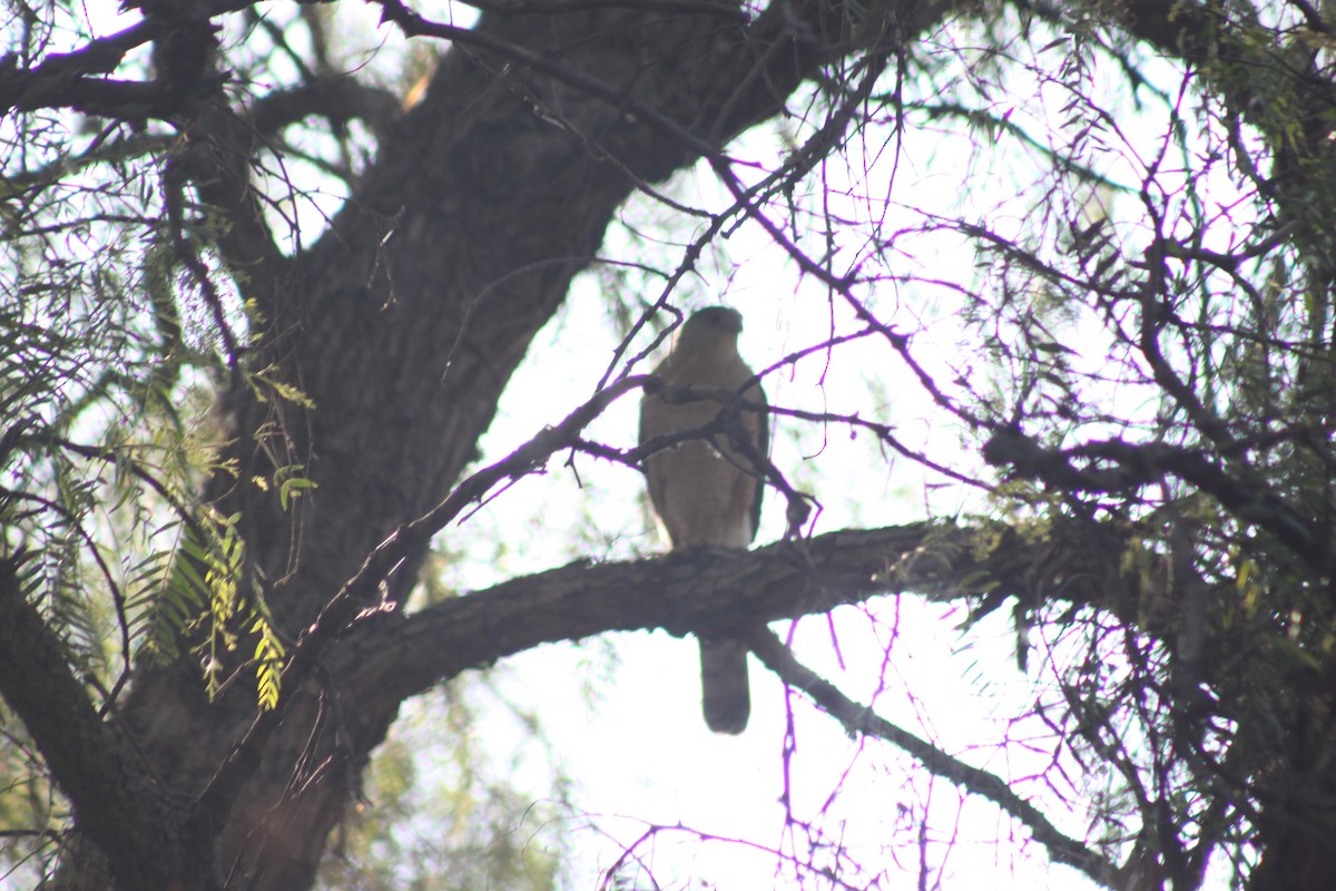 Cooper's Hawk - ML548830391