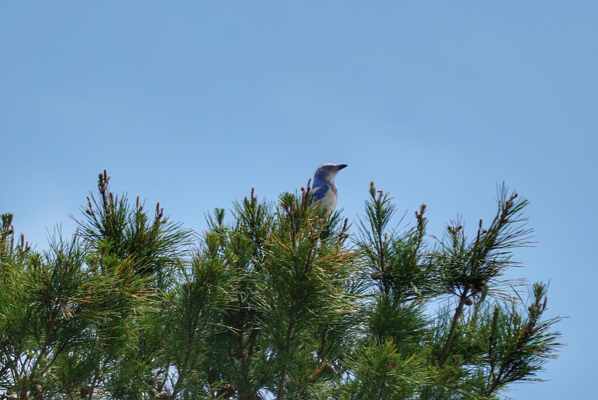 Florida Scrub-Jay - ML54883061