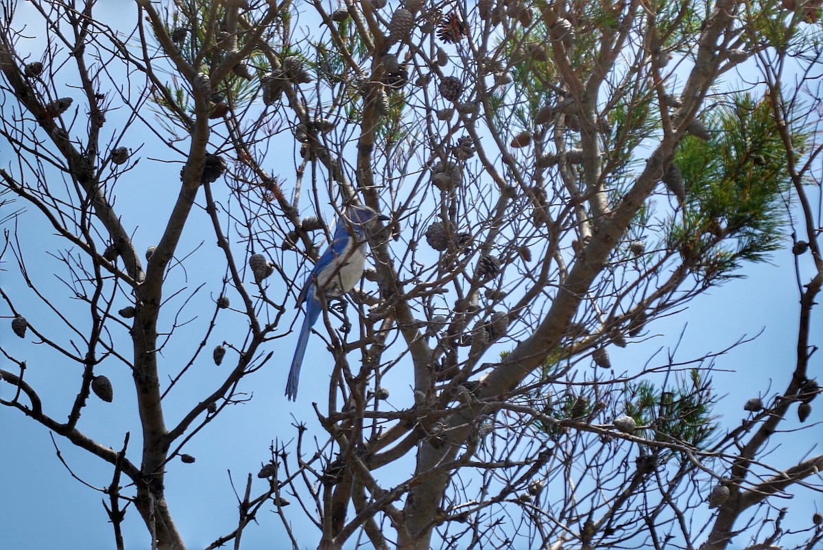Florida Scrub-Jay - ML54883071
