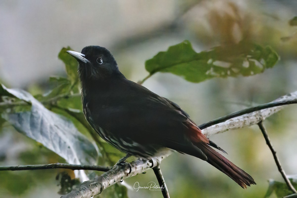 Maroon Oriole - Gaurav Pathak