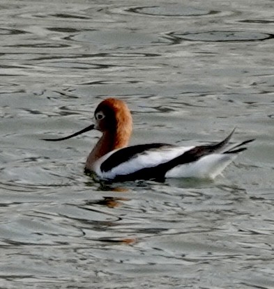 Avocette d'Amérique - ML548833901