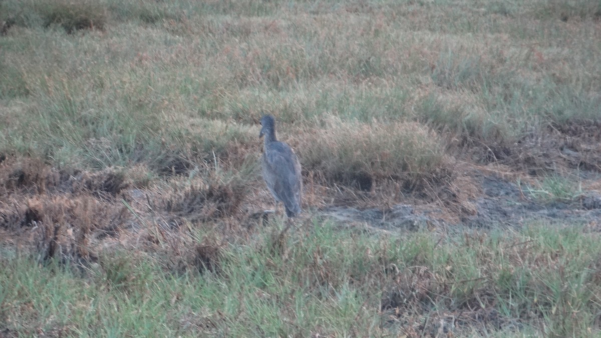 Yellow-crowned Night Heron - ML548834141