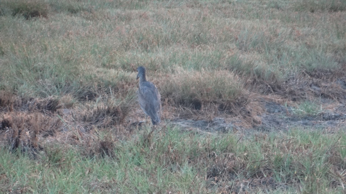 Yellow-crowned Night Heron - ML548834151