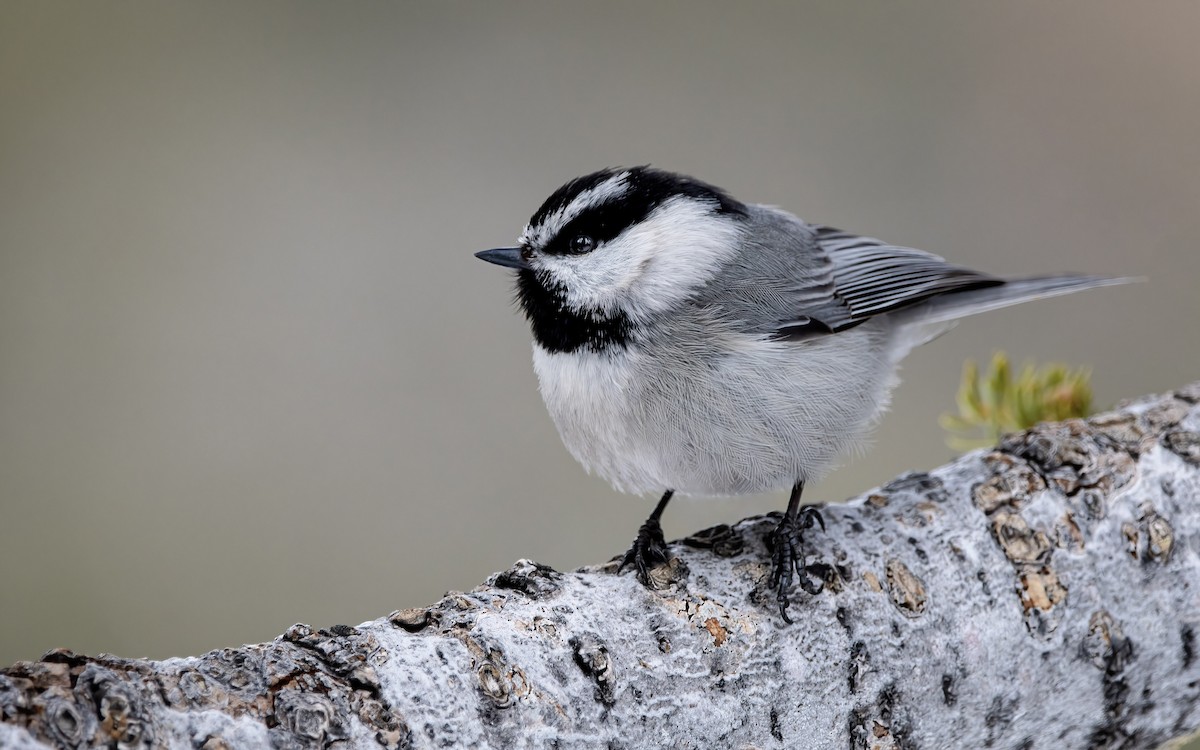 Mountain Chickadee - Mason Maron