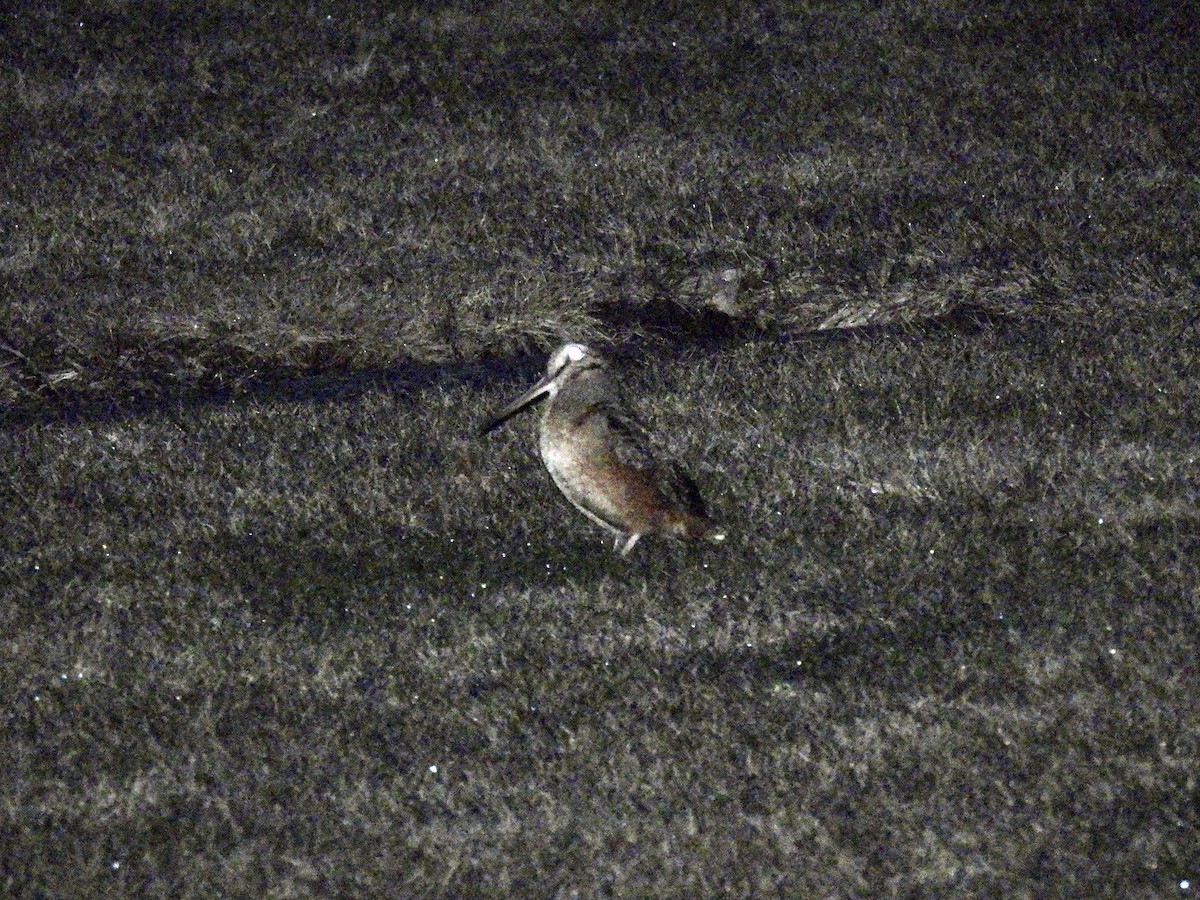 American Woodcock - ML548835091