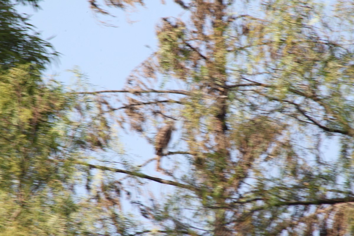 Cooper's Hawk - ML548835271