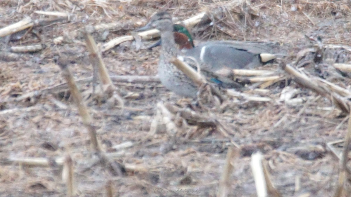 Green-winged Teal - shawn chapman