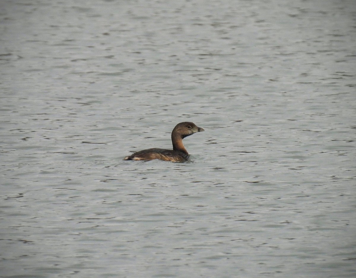 Pied-billed Grebe - ML548839421