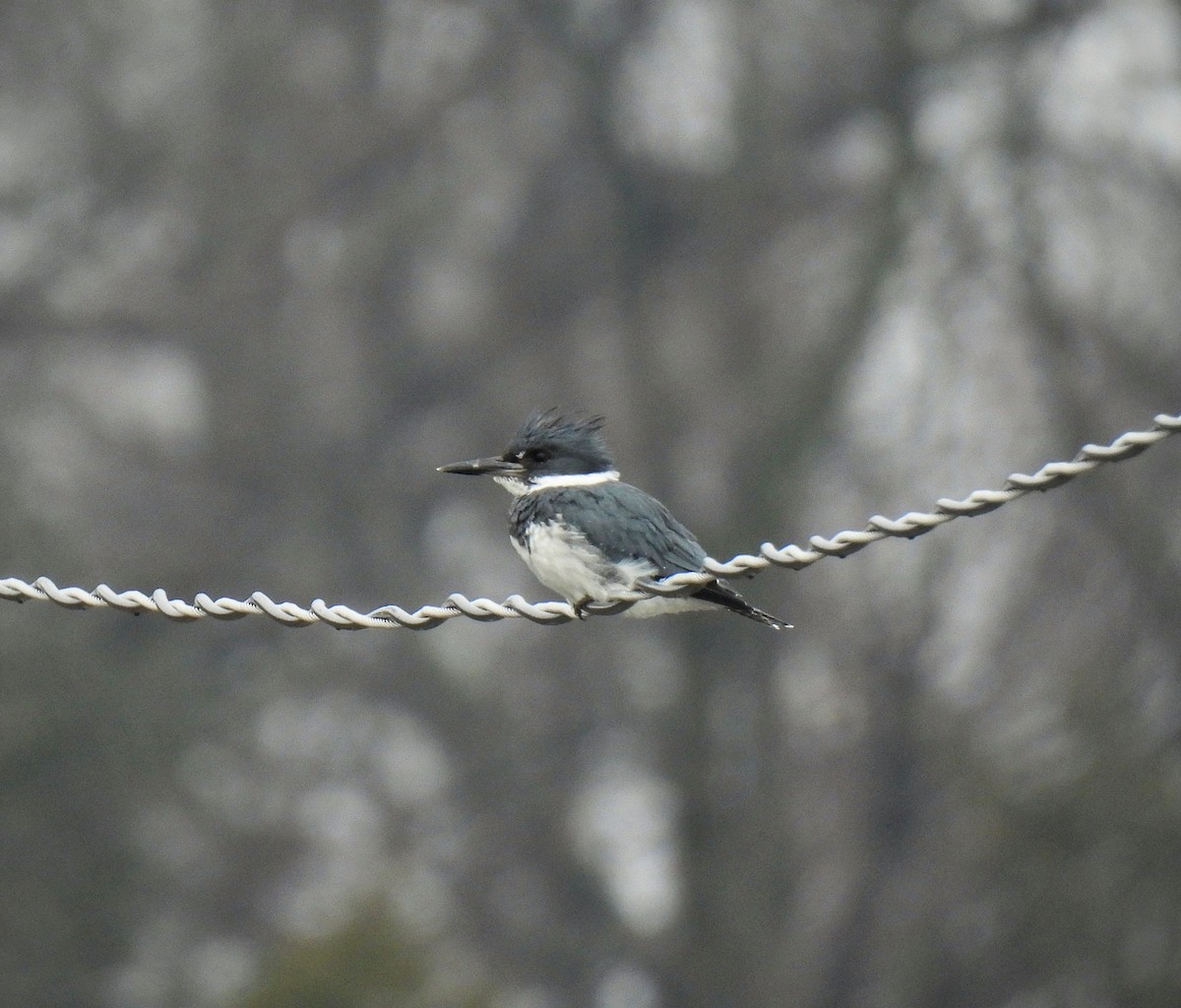 Belted Kingfisher - ML548839481