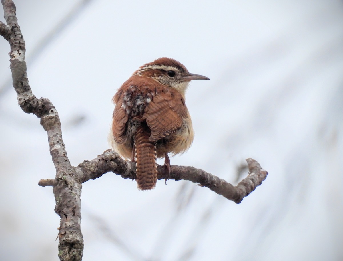 Carolina Wren - ML548839721