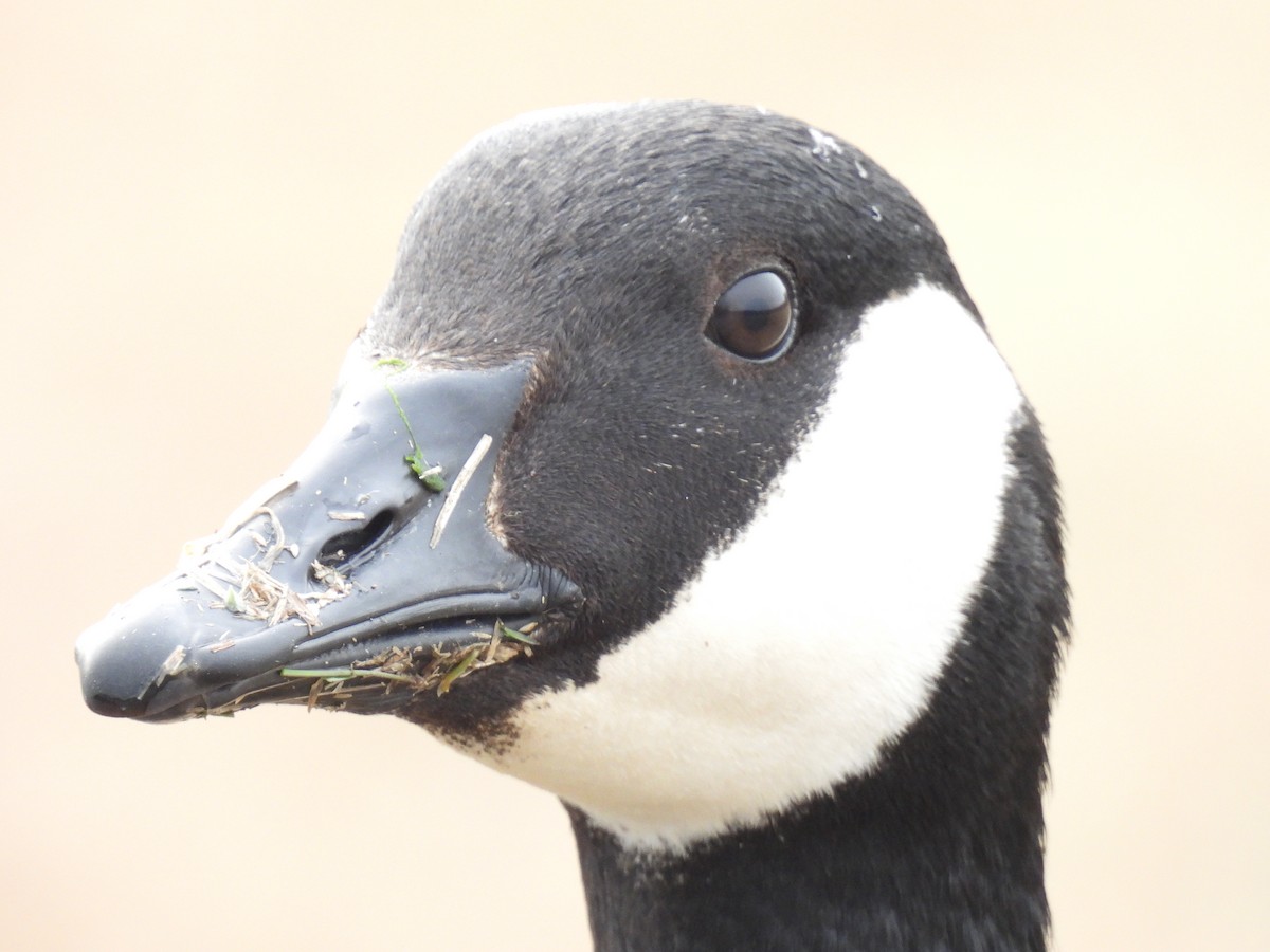 Canada Goose - ML548840191