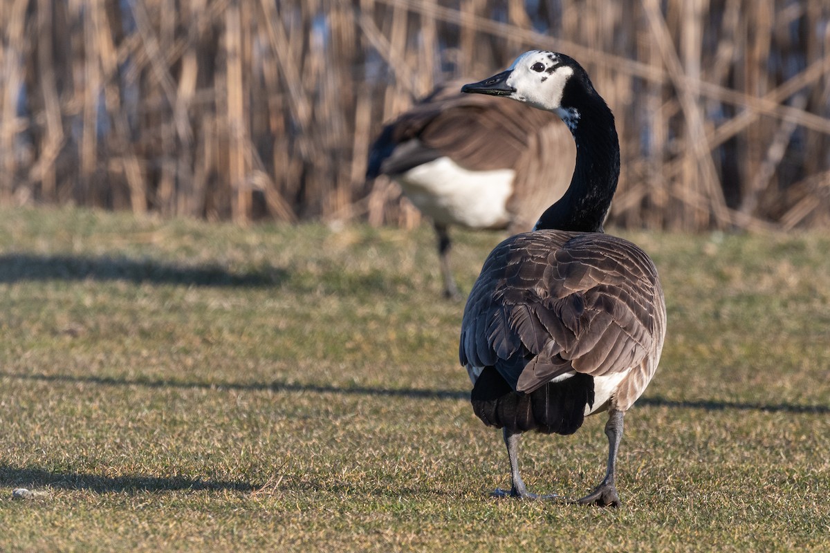 Canada Goose - Lisa Nasta