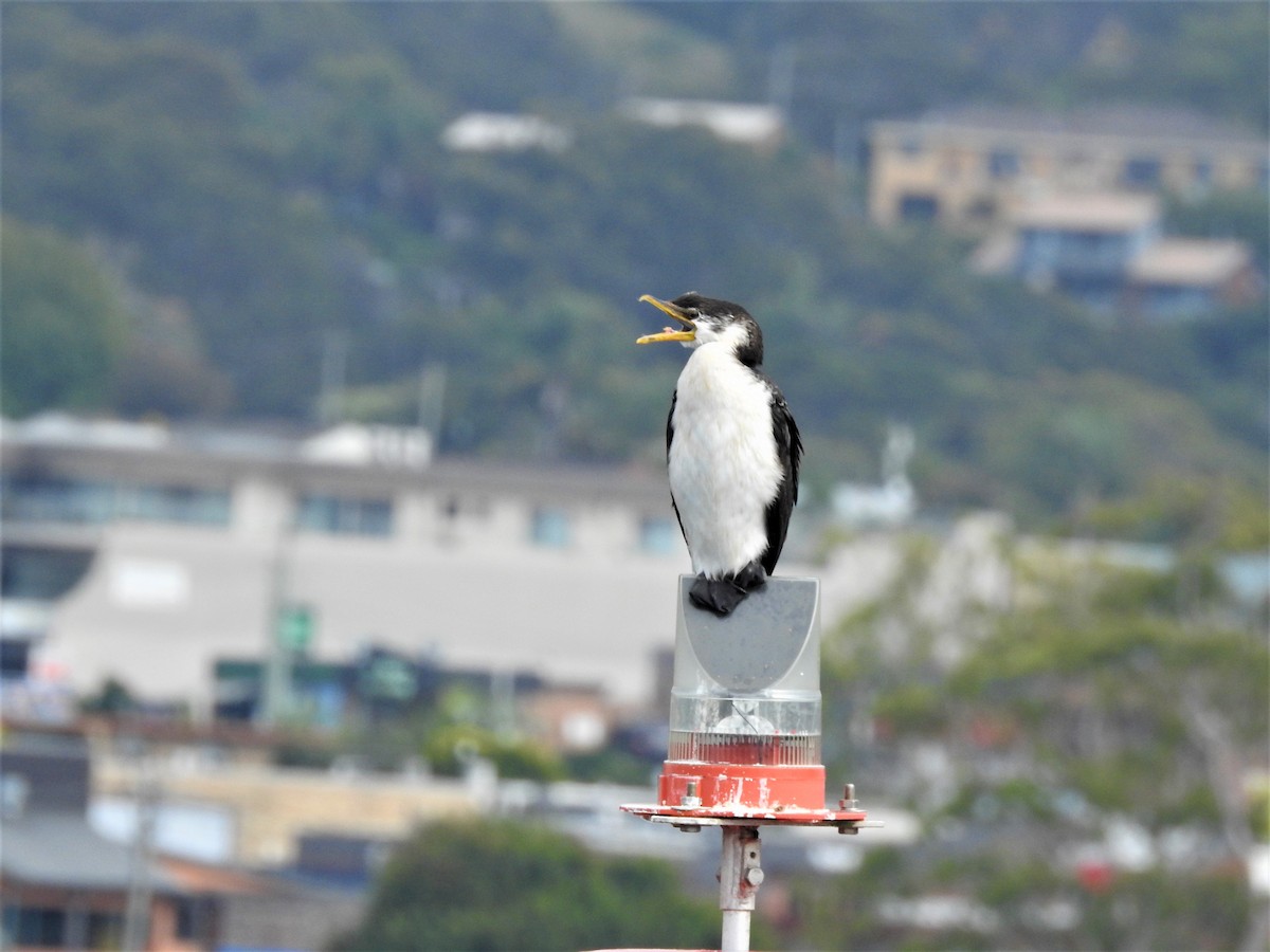 Little Pied Cormorant - ML548842891