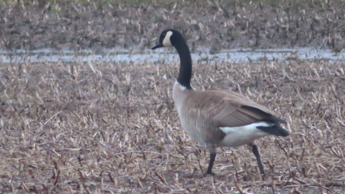 Canada Goose - Gregory Allen