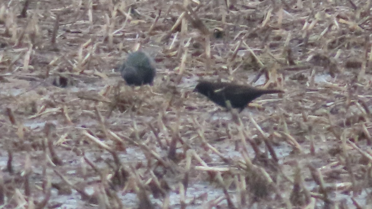 Red-winged Blackbird - ML548843171