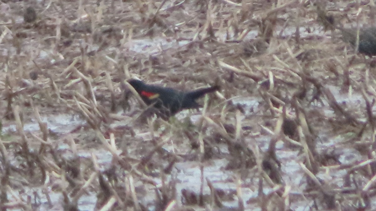 Red-winged Blackbird - Gregory Allen