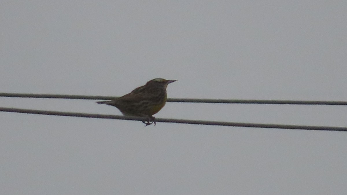 Eastern Meadowlark - ML548844151