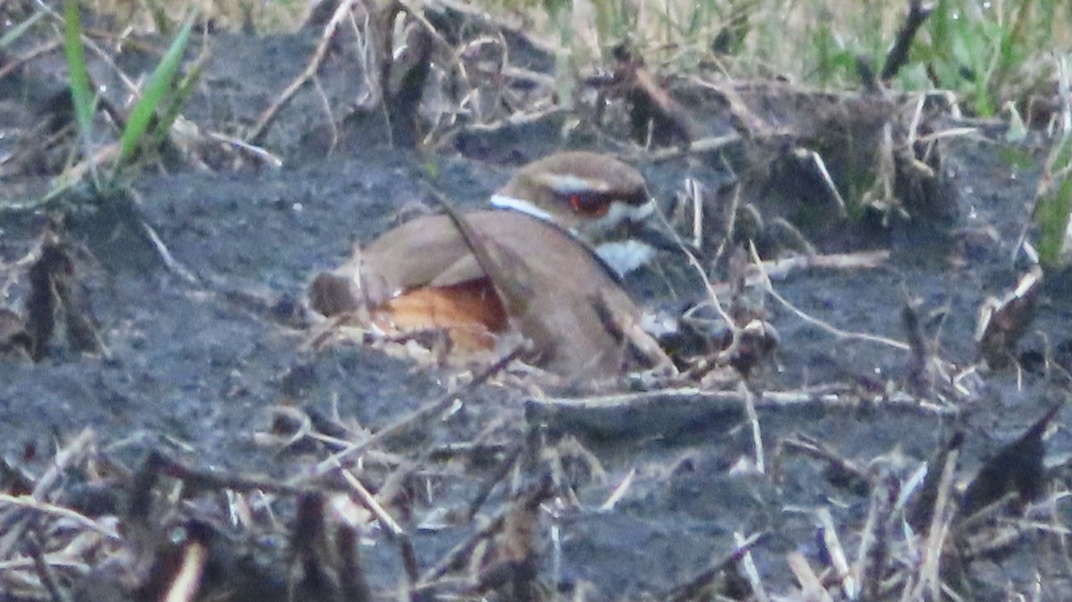 Killdeer - ML548844391