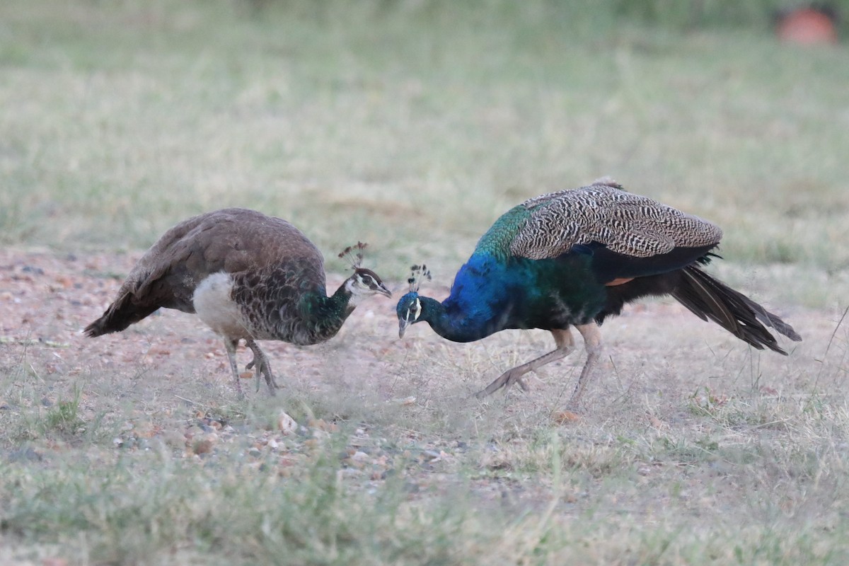 Indian Peafowl (Domestic type) - ML54884581