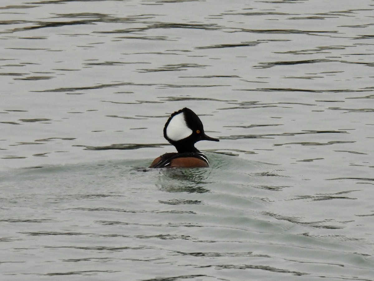 Hooded Merganser - ML548846591