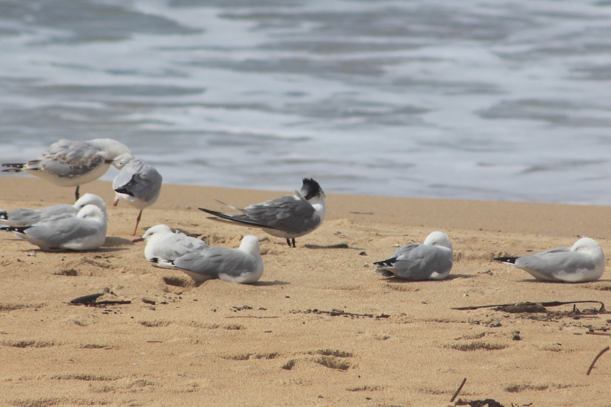 Great Crested Tern - ML548846601