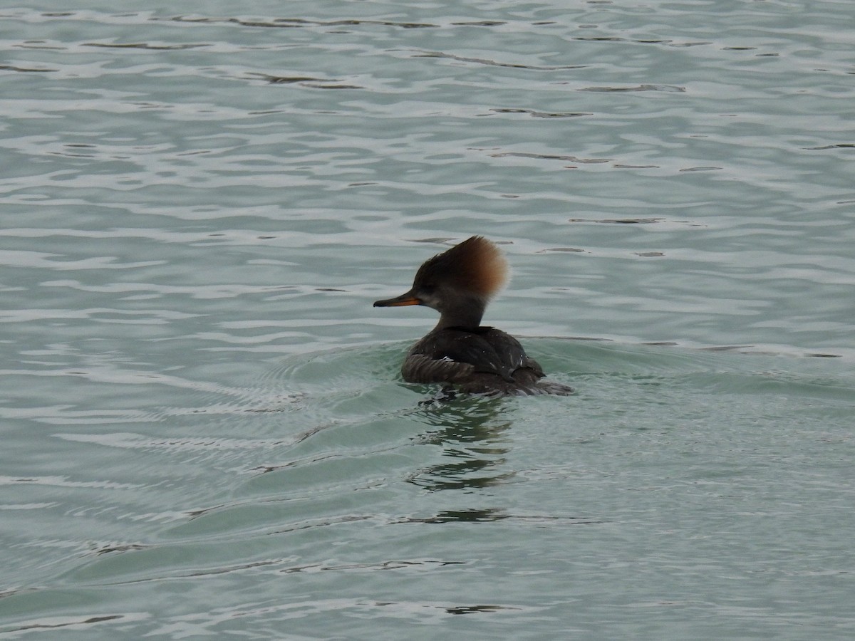 Hooded Merganser - ML548846611