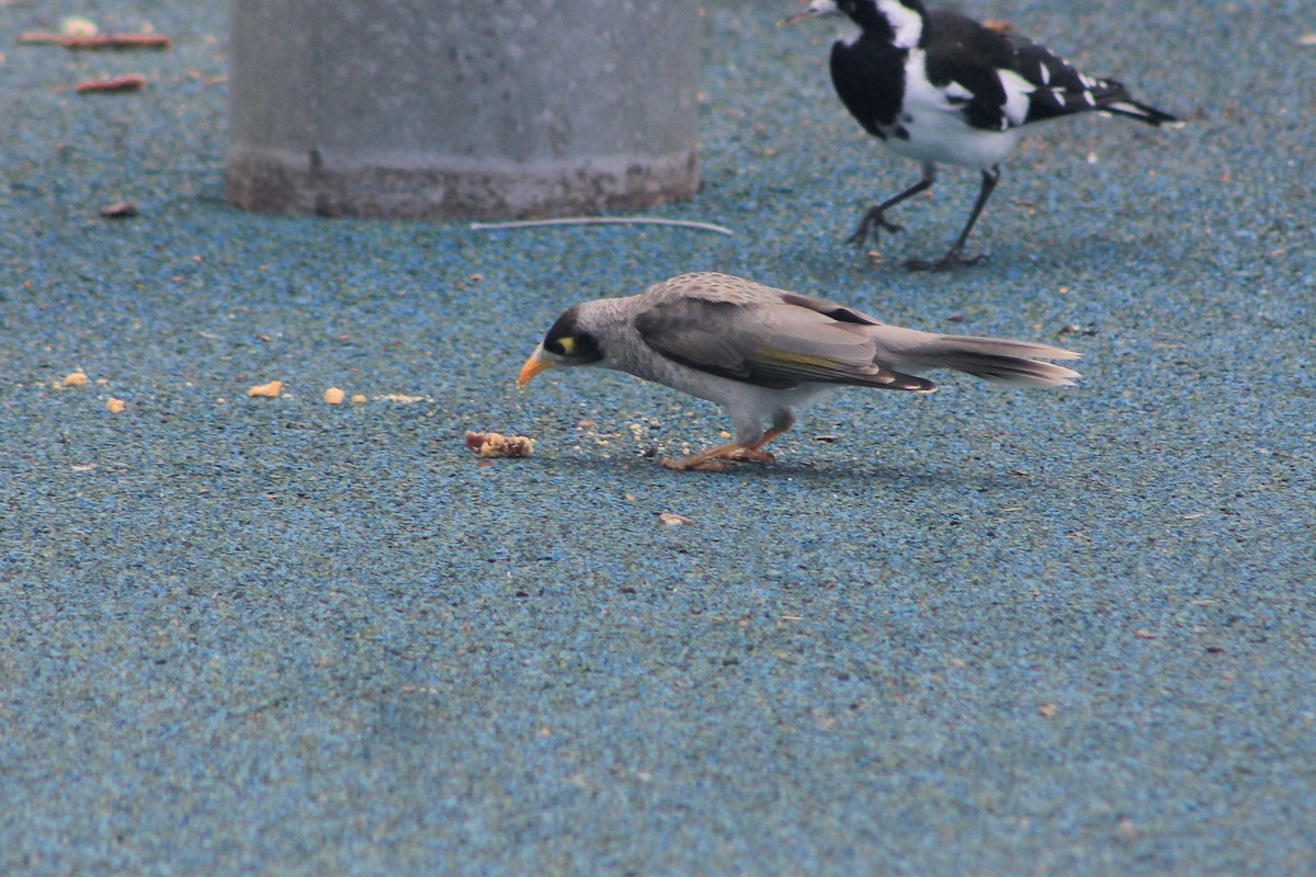 Noisy Miner - ML548846711